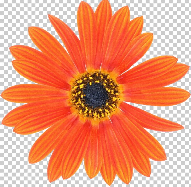 Window Box Flowerpot Garden Sticker PNG, Clipart, Chrysanths, Closeup, Color, Cut Flowers, Daisy Free PNG Download