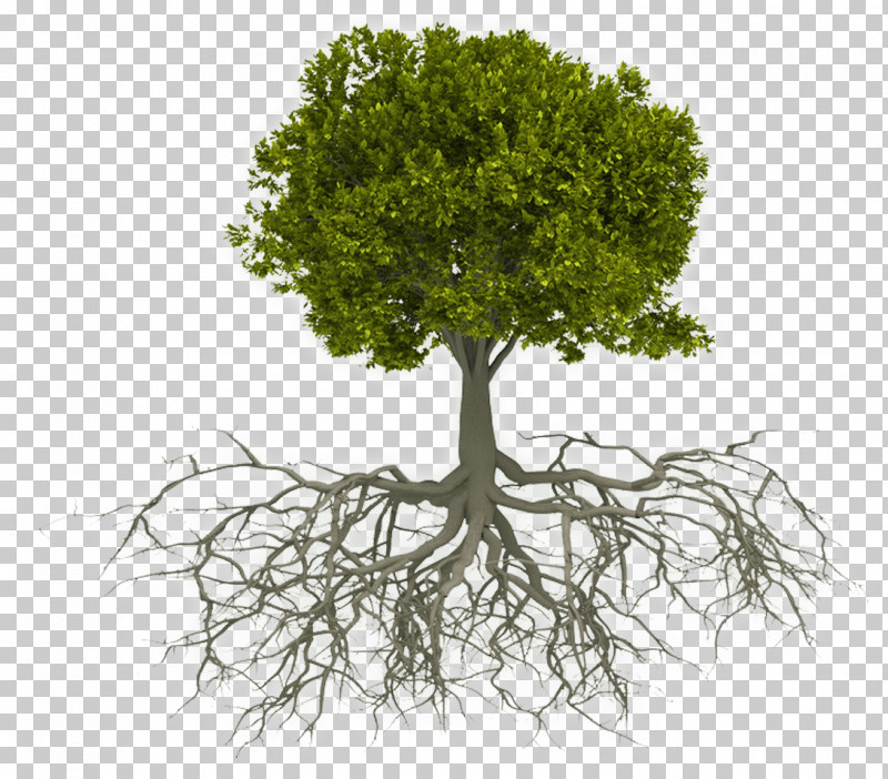 Tree Plant Root Woody Plant Grass PNG, Clipart, Branch, Flower, Grass, Plant, Plant Stem Free PNG Download