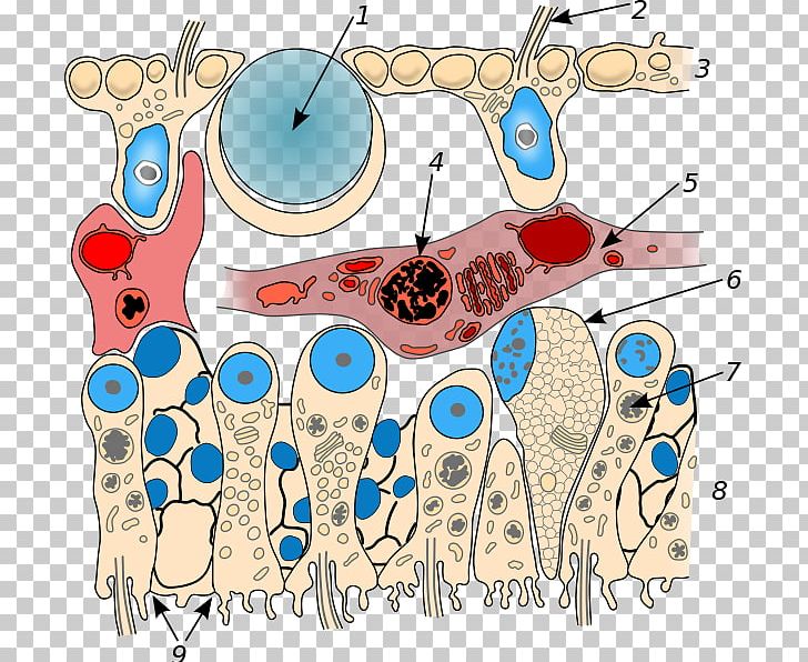 Placozoa Trichoplax Comb Jellies Organism Phylum PNG, Clipart, Animal, Art, Artwork, Cnidaria, Comb Jellies Free PNG Download