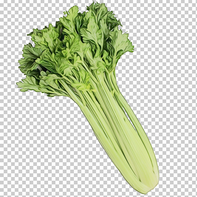 Leaf Vegetable Rapini Komatsuna Romaine Lettuce Collard PNG, Clipart, Breakfast Cereal, Celery, Cereal, Collard, Food Critic Free PNG Download