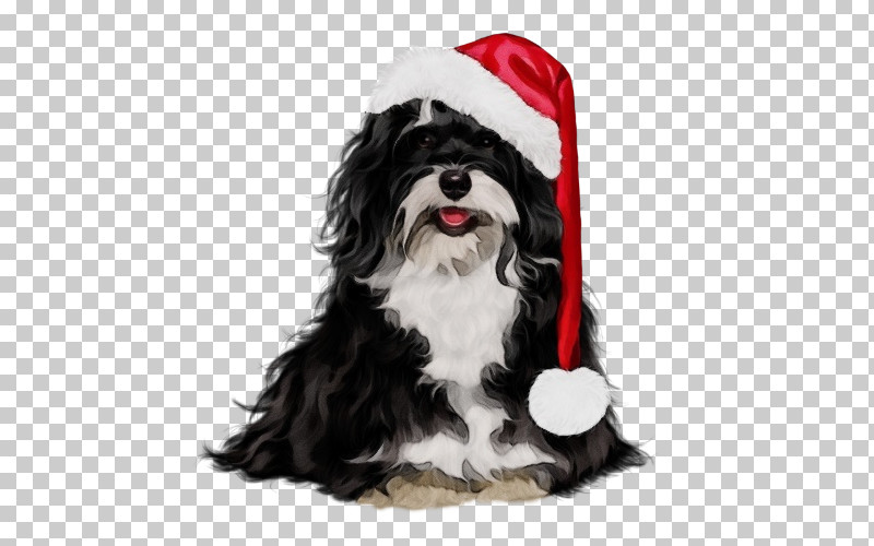 Dog Shih Tzu Tibetan Terrier Havanese Lhasa Apso PNG, Clipart, Dog, Havanese, Kyileo, Lhasa Apso, Paint Free PNG Download