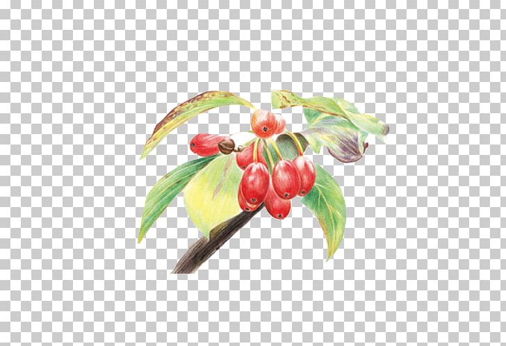 Colored Pencil Drawing Watercolor Painting PNG, Clipart, Berry, Cherry, Cherry Blossom, Cherry Blossoms, Color Free PNG Download