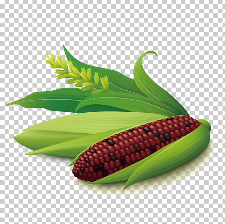 Corn On The Cob Maize Euclidean PNG, Clipart, Adobe Illustrator, Corn, Crop, Encapsulated Postscript, Food Free PNG Download