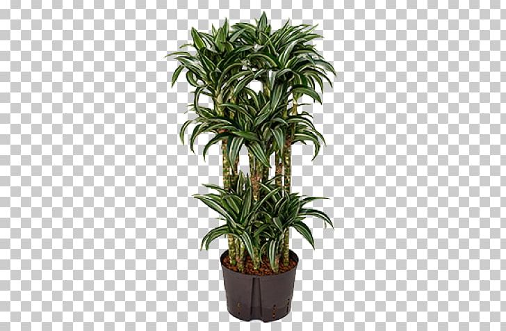 Dracaena Fragrans Plant Stem Tree Lucky Bamboo Houseplant PNG, Clipart, Albizia Julibrissin, Arecales, Dracaena, Dracaena Fragrans, Evergreen Free PNG Download