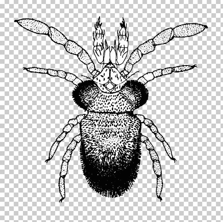 Honey Bee Tetranychus Urticae Acari Acarologia Mite PNG, Clipart, Acari, Art, Arthropod, Artwork, Bee Free PNG Download