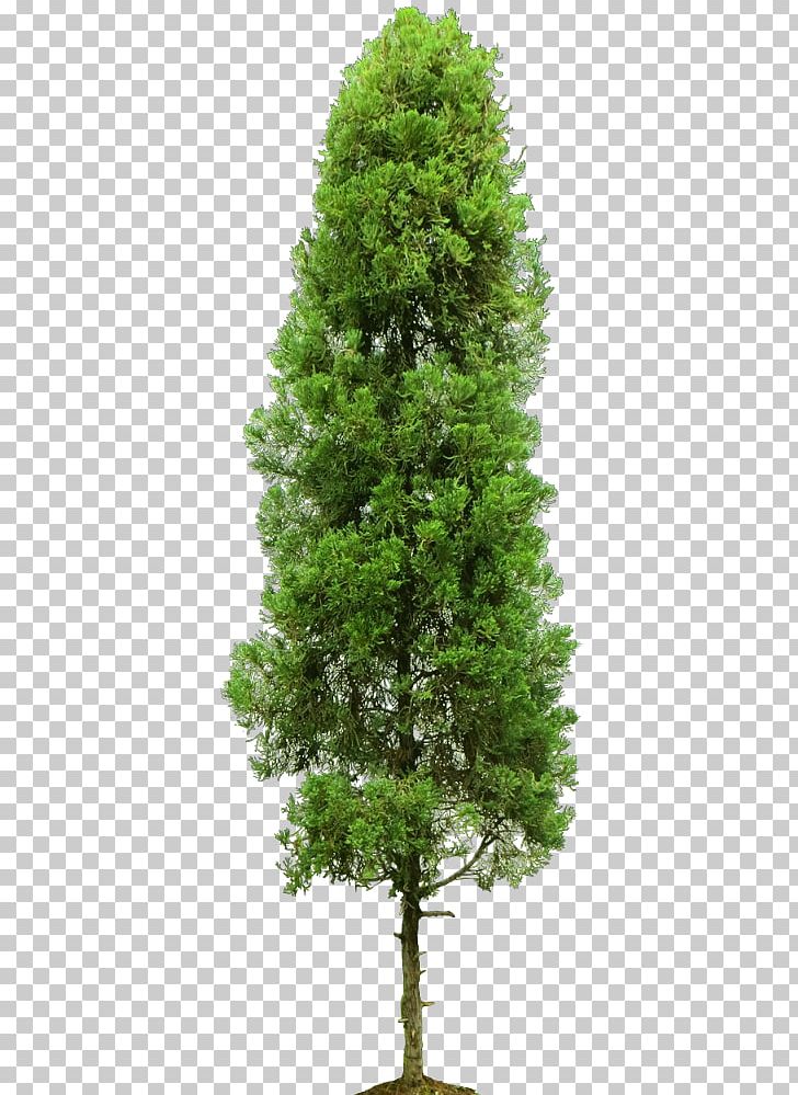 Stock Photography Tree PNG, Clipart, 123rf, Biome, Branch, Christmas Tree, Conifer Free PNG Download