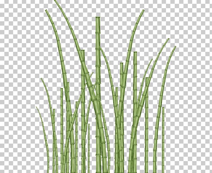 Vetiver Bamboo Commodity Plant Stem Tree PNG, Clipart, Bamboo, Chrysopogon, Chrysopogon Zizanioides, Commodity, Grass Free PNG Download