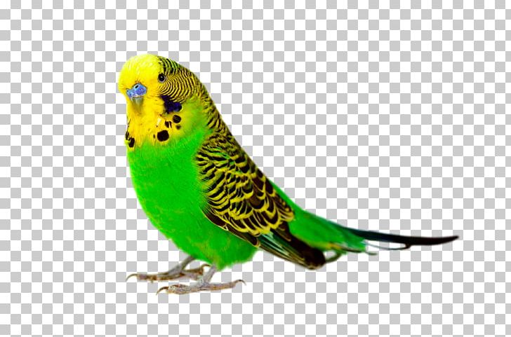 Budgerigar Bird Parrot Cockatiel Parakeet PNG, Clipart, Animal, Animals, Aviary, Beak, Bir Free PNG Download