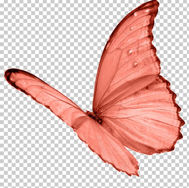 Butterfly Papillon Dog A New Day For Heaven Shadow Mind Under The Sign Of Evil PNG, Clipart, Arthropod, Brush Footed Butterfly, Butterflies And Moths, Butterfly, Color Free PNG Download