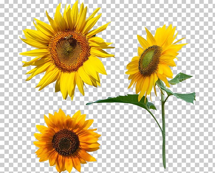 Common Sunflower Megabyte PNG, Clipart, Annual Plant, Apple, Aycicegi, Common Sunflower, Daisy Family Free PNG Download