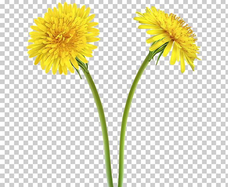 Dandelion Yellow Flower PNG, Clipart, Annual Plant, Art, Clip Art, Color, Coneflower Free PNG Download