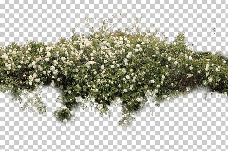 Shrub Portable Network Graphics Adobe Photoshop Plants PNG, Clipart, Architectural Rendering, Architecture, Branch, Flower, Landscape Free PNG Download