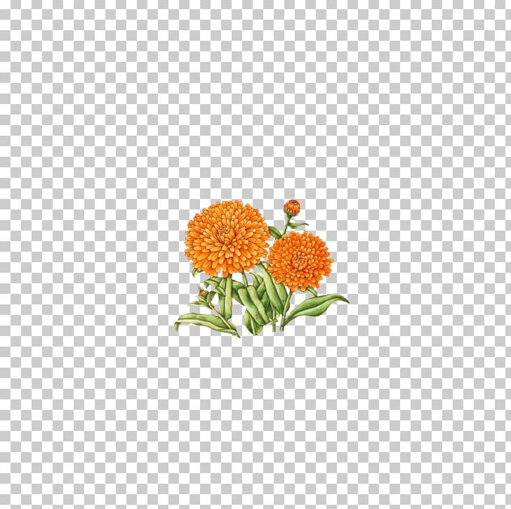 Chrysanthemum Indicum Flower Floral Design PNG, Clipart, Chamomile, Chrysanthemum, Chrysanthemum Chrysanthemum, Chrysanthemum Flowers, Chrysanthemums Free PNG Download