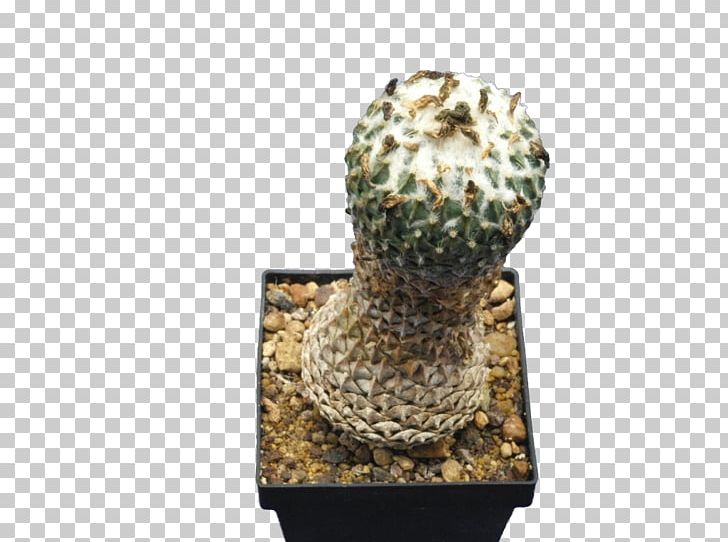 Citroën Cactus M Flowerpot PNG, Clipart, Artifact, Cactus, Caryophyllales, Flowerpot, Others Free PNG Download