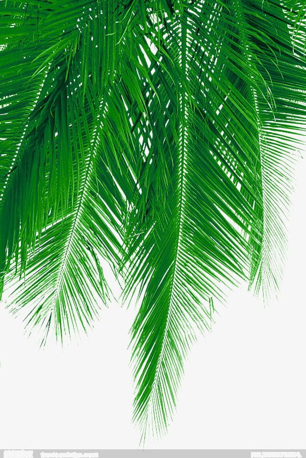 Fresh Coconut Leaves Material PNG, Clipart, Coconut, Coconut Clipart, Coconut Clipart, Coconut Leaf, Coconut Tree Free PNG Download