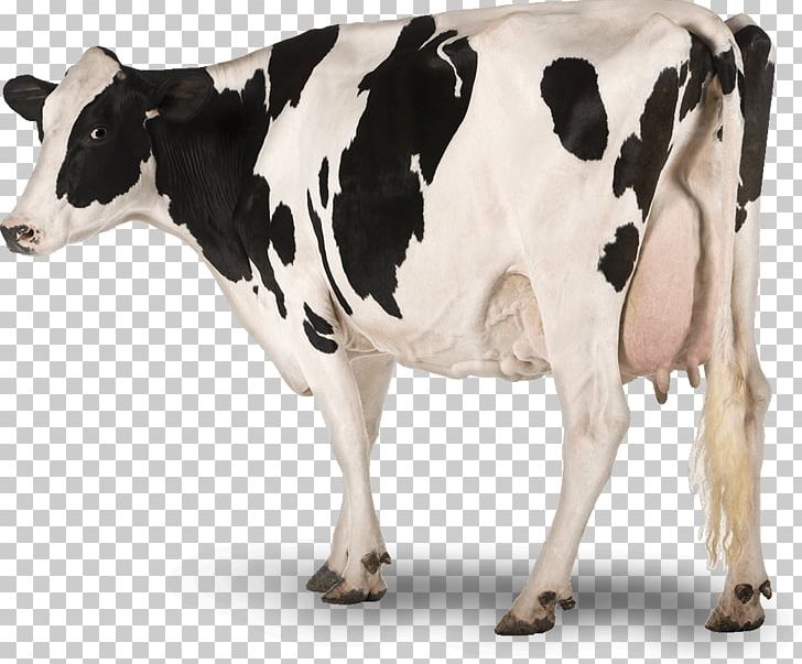 Holstein Friesian Cattle Dairy Cattle Sheep Livestock Cheese PNG, Clipart, Animal Figure, Animals, Bull, Calf, Cartoon Free PNG Download