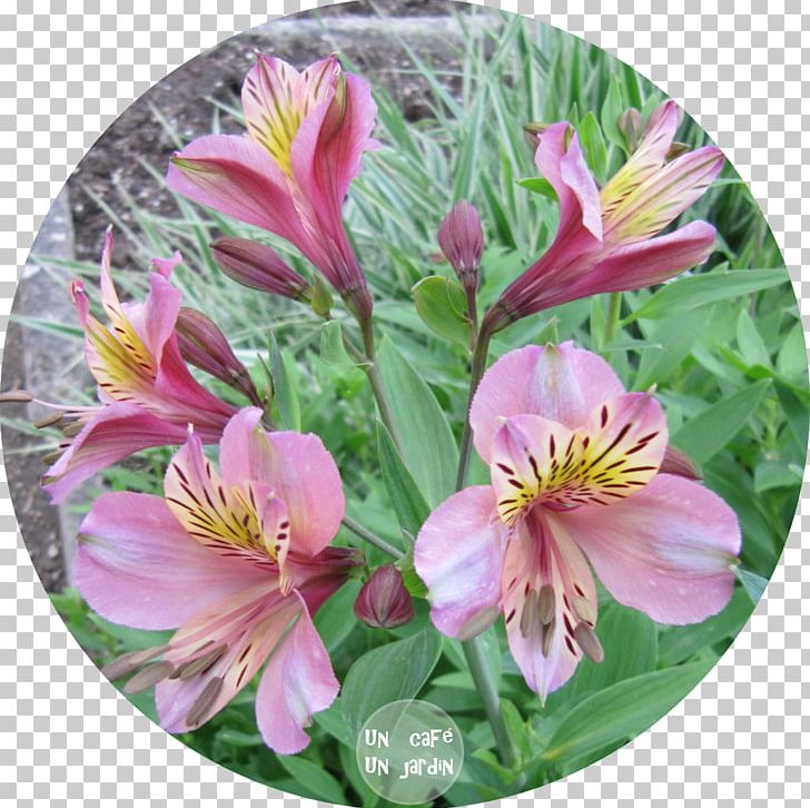 Orto Botanico Di Padova Vorrei Incontrarti Fra Cent'anni Botanical Garden Cut Flowers Eye PNG, Clipart,  Free PNG Download