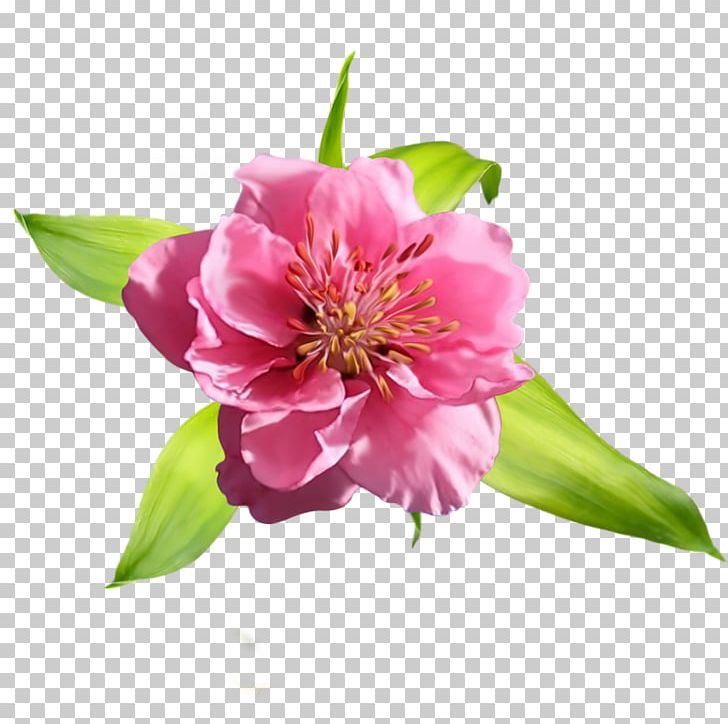 Peony Alstroemeriaceae Petal PNG, Clipart, Alstroemeriaceae, Blossom, Branch, Flower, Flowering Plant Free PNG Download