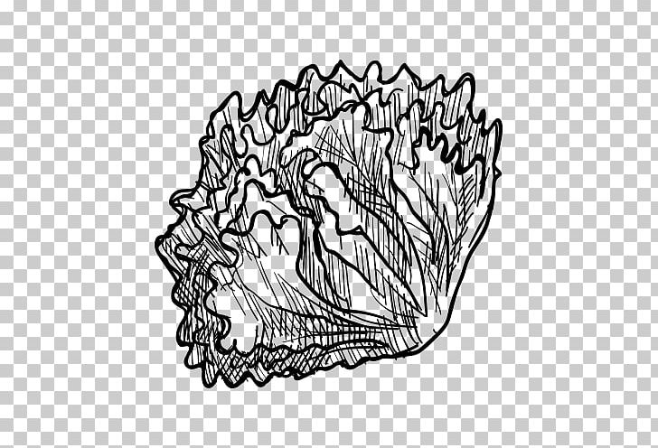 Visual Arts Vegetable Drawing Fruit Sketch PNG, Clipart, Art, Artwork, Black, Black And White, Cabbage Free PNG Download
