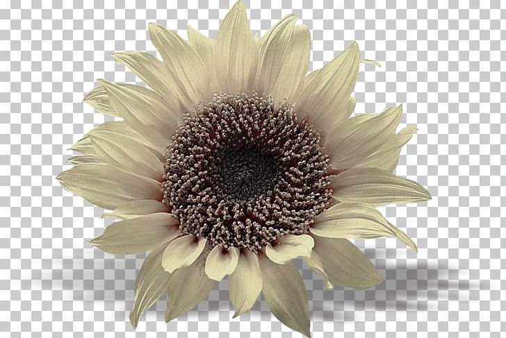 Common Sunflower Toilet & Bidet Seats TT Sunflower M PNG, Clipart, Chrysanthemum, Chrysanths, Common Sunflower, Daisy Family, Decal Free PNG Download