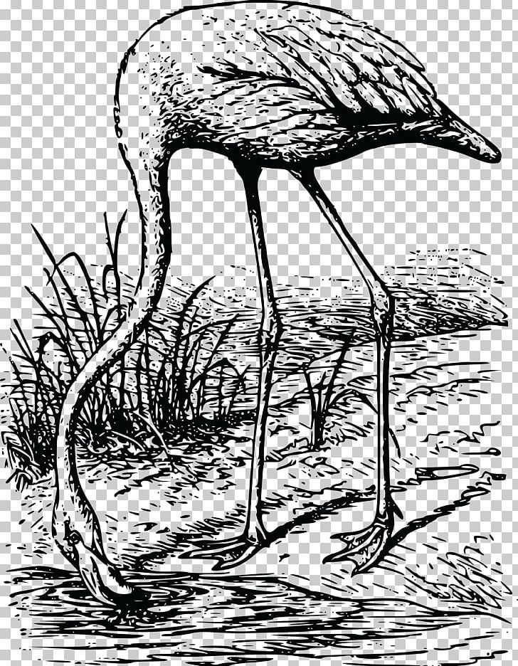 Greater Flamingo Crane Bird T-shirt American Flamingo PNG, Clipart, Beak, Black And White, Branch, Ciconiiformes, Crane Free PNG Download