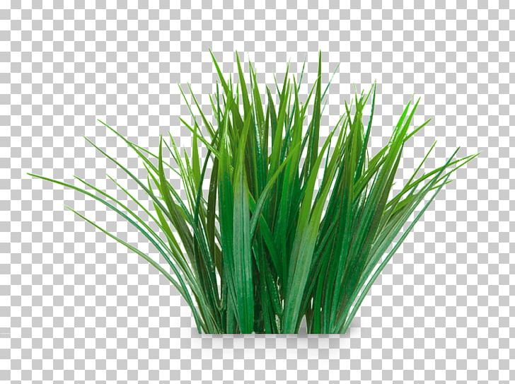 Stock Photography Aquarium Vetiver Juncus Repens PNG, Clipart, Aquarium, Aquarium Decor, Chrysopogon, Chrysopogon Zizanioides, Colourbox Free PNG Download