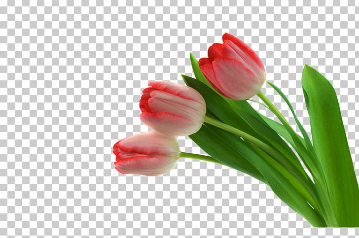 Tulip Flower Petal PNG, Clipart, Bouquet, Bud, Closeup, Color, Computer Wallpaper Free PNG Download