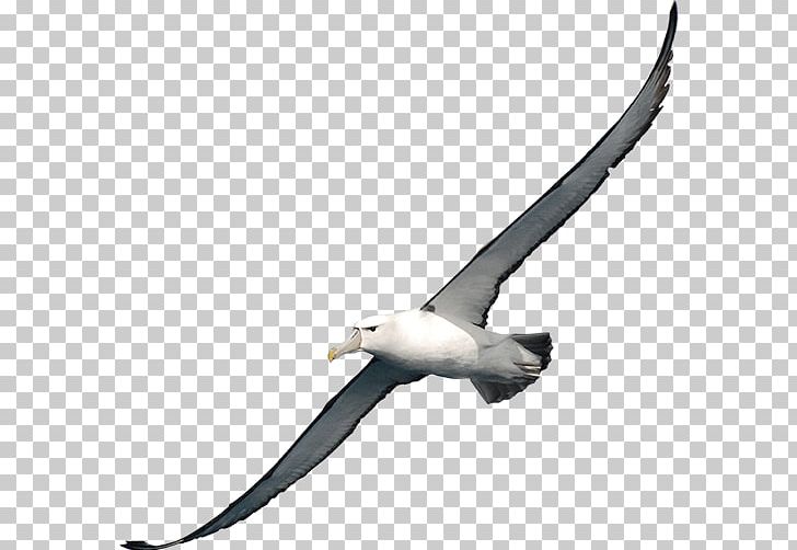 Albatross Bird PNG, Clipart, Albatross, Amazon Kindle, Animals, Beak, Bird Free PNG Download