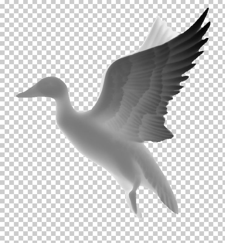 Black And White Grayscale Relief Carving PNG, Clipart, 3 D, Beak, Bird, Bitmap, Carving Free PNG Download