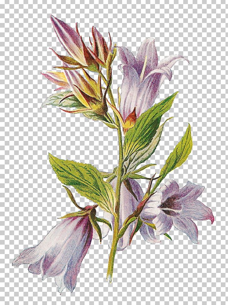 Flower PNG, Clipart, Alstroemeriaceae, Art, Botanical, Download, Floral Design Free PNG Download