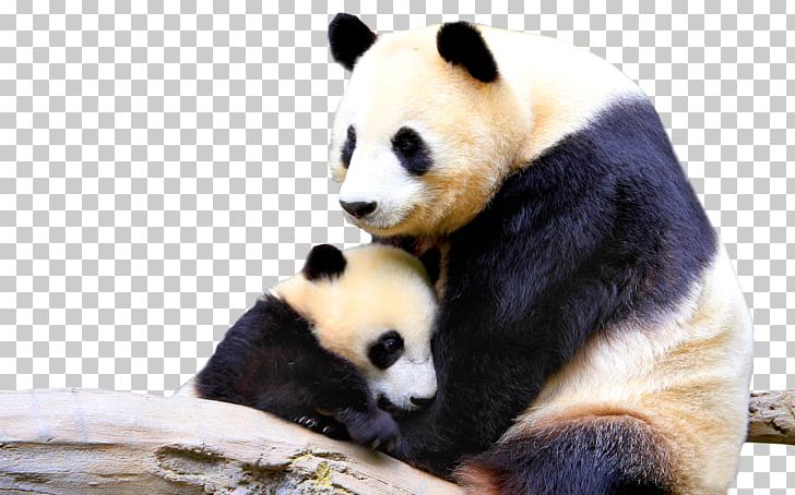 Panda PNG, Clipart, Panda Free PNG Download