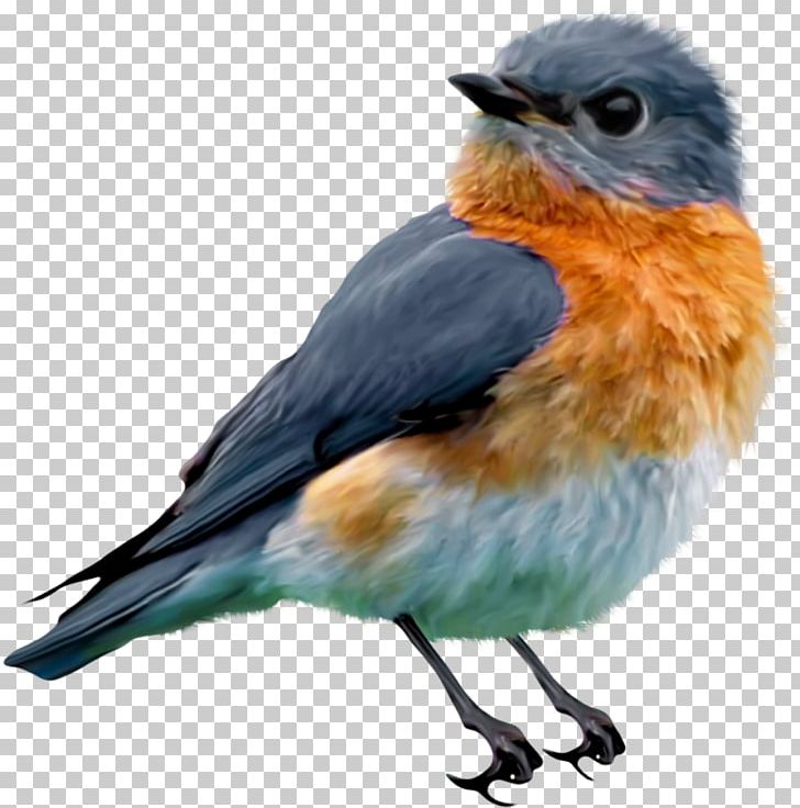 Eastern Bluebird PNG, Clipart, Animals, Beak, Bird, Bird Flight, Bird Nest Free PNG Download