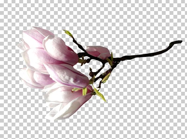 Flower Magnolia PNG, Clipart, Blossom, Branch, Bud, Clip Art, Computer Software Free PNG Download