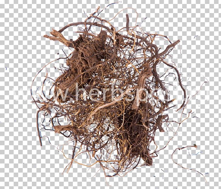 Maral Root Medicinal Plants Herbaceous Plant PNG, Clipart, Adaptogen, Adonis Vernalis, Artikel, Bird Nest, Bulb Free PNG Download