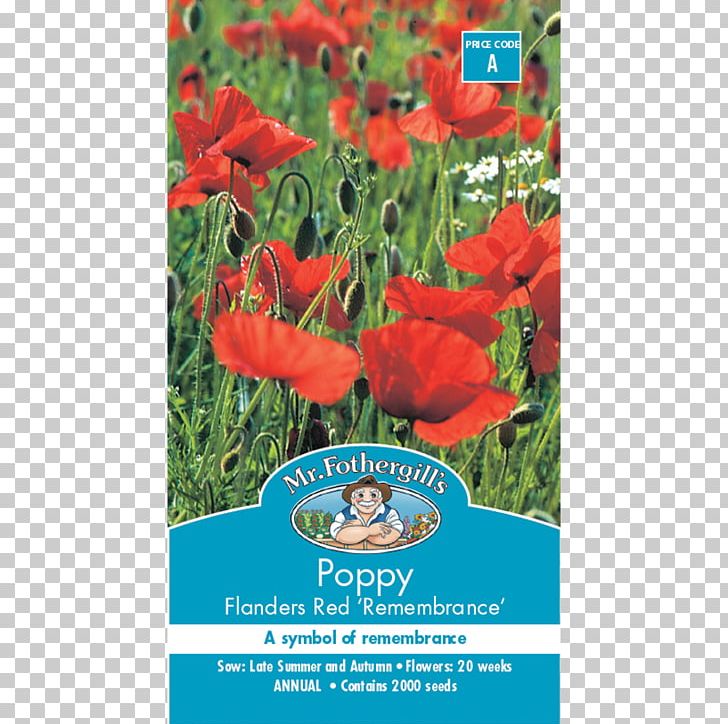 Poppy Seed Poppy Seed Flower Remembrance Poppy PNG, Clipart, Annual Plant, Bunnings Warehouse, Coquelicot, Flanders Red Ale, Flora Free PNG Download