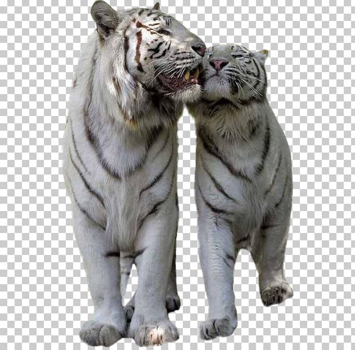 Tiger Lion Cat Felidae Bird PNG, Clipart, Animal, Animals, Big Cats, Bird, Bird Of Prey Free PNG Download