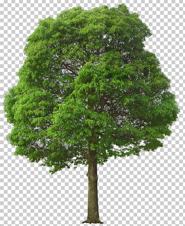Tree PNG, Clipart, Architecture, Biome, Branch, Clip Art, Clipart Free PNG Download