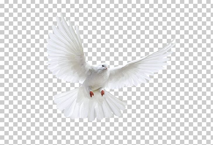 Columbidae Rock Dove Photography PNG, Clipart, Beak, Bird, Columbidae, Desktop Wallpaper, Disney Princess Free PNG Download