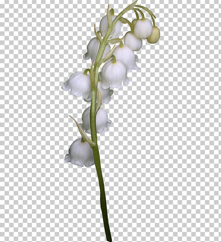 Lily Of The Valley Cut Flowers PNG, Clipart, Branch, Calla Lily, Cartoon, Creative, Element Free PNG Download