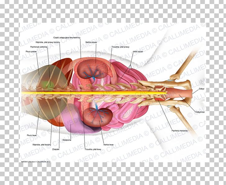 Nerve PNG, Clipart, Art, Jaw, Nerve, Organ, Organism Free PNG Download