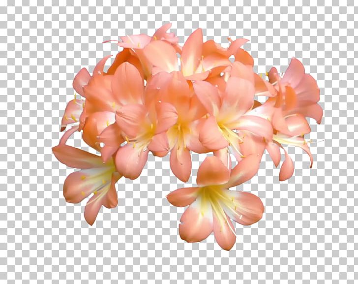 Peach Flower Blossom Orange Petal PNG, Clipart, Blossom, Color, Cut Flowers, Flower, Flowering Plant Free PNG Download