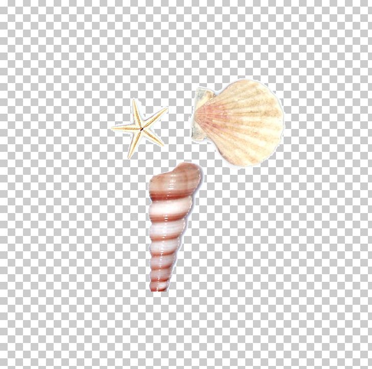 Seashell Sea Snail Conch PNG, Clipart, Cartoon, Conch, Download, Egg Shell, Euclidean Vector Free PNG Download