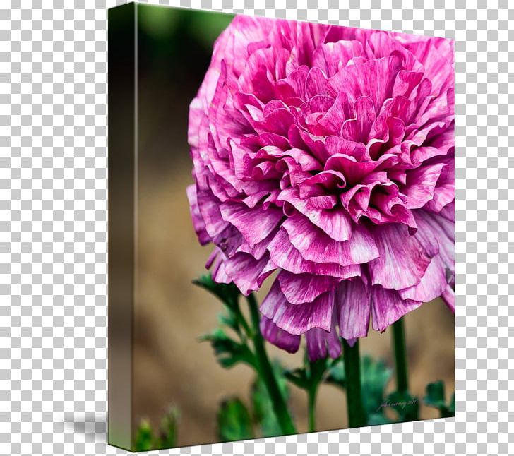 Carnation Centifolia Roses Peony Cut Flowers Petal PNG, Clipart, Annual Plant, Carnation, Centifolia Roses, Cut Flowers, Flower Free PNG Download