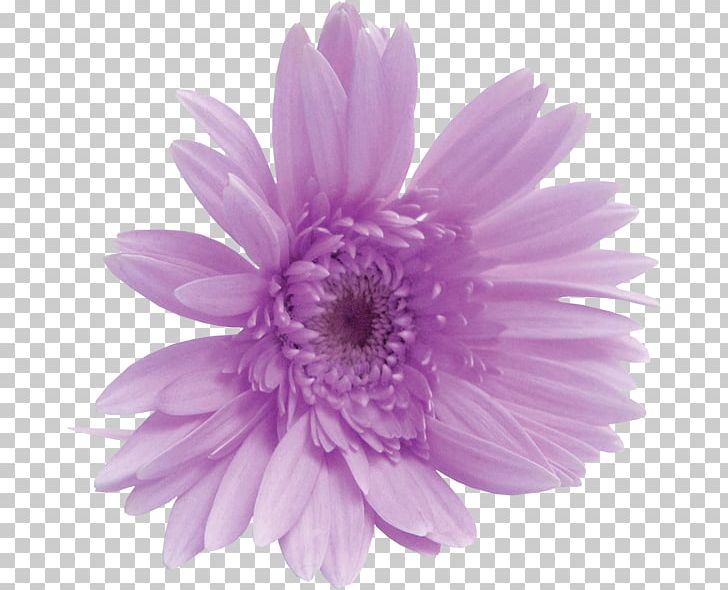 Flower PNG, Clipart, Aster, Chrysanths, Daisy Family, Download, Fleur Png Free PNG Download