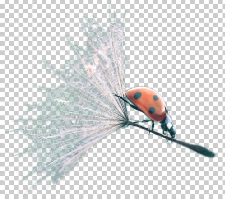 Insect Lady Bird PNG, Clipart, Animals, Dandelion Seeds, Fly, Insect, Invertebrate Free PNG Download