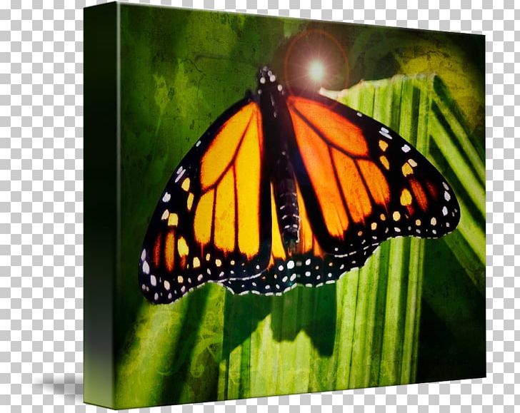 Monarch Butterfly Pieridae Nymphalidae Milkweeds PNG, Clipart, Arthropod, Brush Footed Butterfly, Butterfly, Glossy Butterflys, Insect Free PNG Download