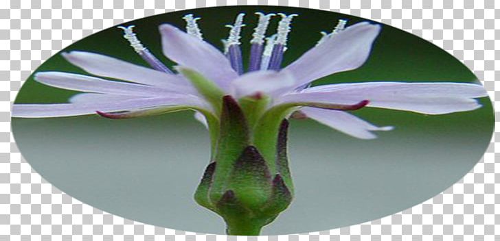 Cut Flowers Flowering Plant Wildflower PNG, Clipart, Bsl, Cut Flowers, Flora, Flower, Flowering Plant Free PNG Download