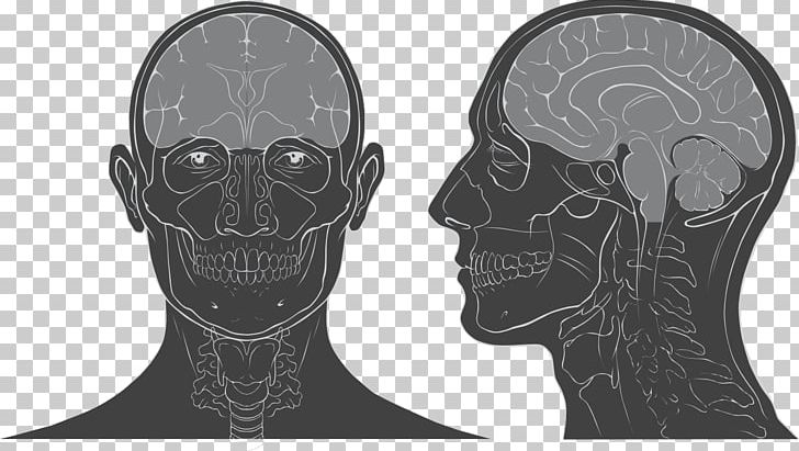 Head And Neck Anatomy Skull Human Head Brain PNG, Clipart, Anatomy, Bone, Brain, Eye, Face Free PNG Download