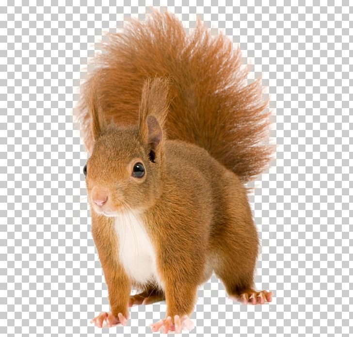 Tree Squirrels PNG, Clipart, Animals, Animation, Chipmunk, Clip Art, Download Free PNG Download