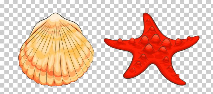 Beach Cartoon PNG, Clipart, Animals, Beautiful Starfish, Cartoon Starfish, Conch, Conchology Free PNG Download